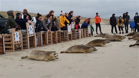 pieterburen wijkt uit naar strand callantsoog voor vrijlaten zeehondjes dieren boot strand