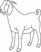 Goat Clipart Clip Coloring Cliparts Boer Male He Outline Transparent Bengal Sheep Animal Clipground Show Line Library Sheet Sweetclipart Draw sketch template