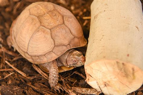 toed box turtle  maryland zoo