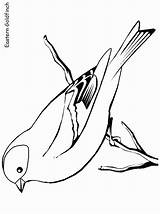 Goldfinch Uccelli Finch Cardellino Colorare Disegno Designlooter 2274 Misti sketch template