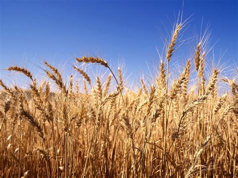 wheat procurement hits  lakh tonne  state apna patiala