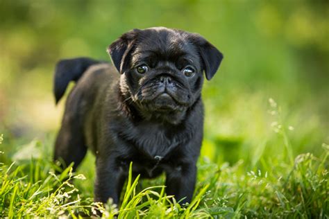 top  facts  black pug puppies
