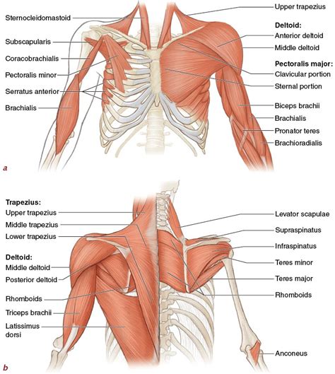 figure  major muscles   upper extremities  front view   view deeper muscles