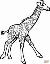Colorir Girafas Giraffe sketch template