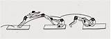 Harimau Loncat Lompat Senam Lantai Gerakan Teknik Pengertian Melakukan Olahraga Dasar Macam Adalah Berguling Meroda Benar Guling Sikap Menggunakan Jongkok sketch template