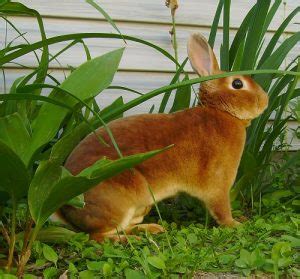 mini rex rabbit facts personality  care  pictures