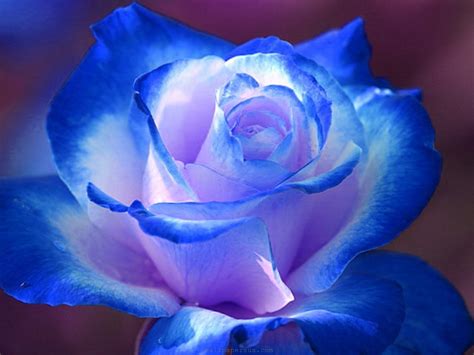 tapeta na monitor kvetiny ruze modra makro