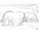 Ponies Pony Kolorowanka Shetland Grazing Dwa Supercoloring Ponys Druku Zum Ausmalbild Pastando sketch template