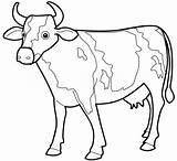 Cow Coloring Pages Drawing Outline Kids Printable Cattle Cartoon Clipart Line Caw Color Drawings Animal Cliparts Print Easter Cows Eggs sketch template