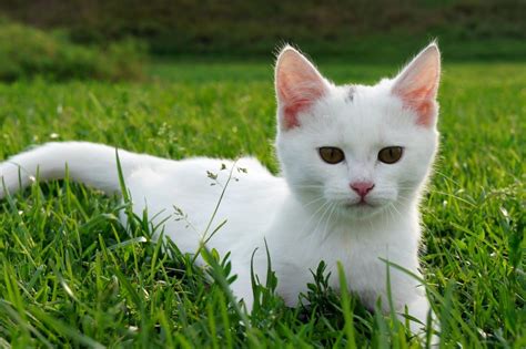 white cat  thriftyfun