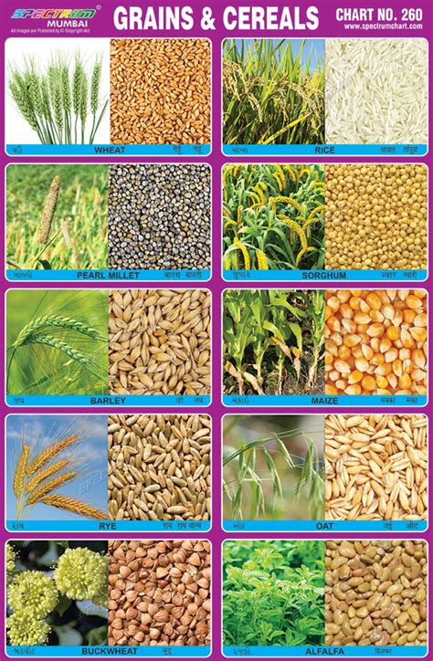 spectrum educational charts chart  grains cereals