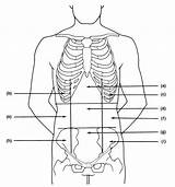 Anatomy Region Language Epigastric Exercise Print Lumbar Right Hypochondriac Umbilical Left sketch template