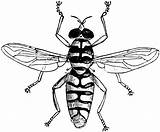 Hoverfly Hover Fly Clipart Clipground Etc Original Large sketch template
