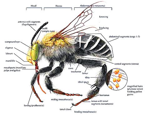 bee anatomy diagram types  bees