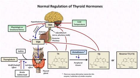 thyroid hormones  thyroid function tests doovi