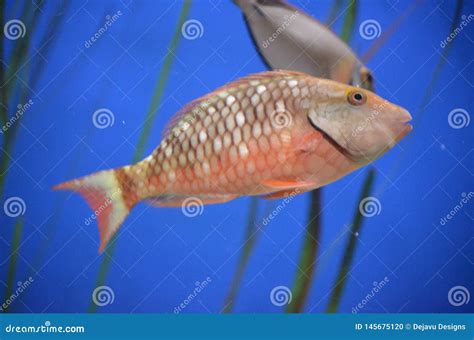 graceful spotted parrot fish swimming   water stock photo image  underwater