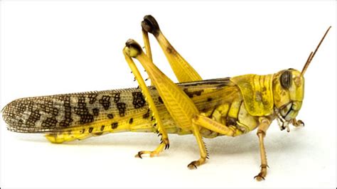 locust swarm  threat   global economy bio aerial locomotion