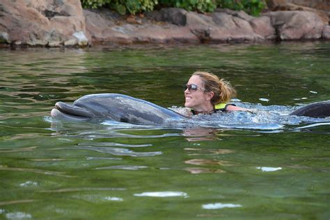 details on swimming with dolphins at discovery cove discoverycove