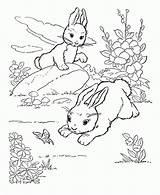 Rabbits Colouring Coloringhome sketch template