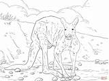 Kangaroo Dxf sketch template