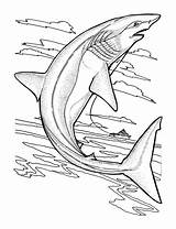 Requin Sharks Requins Kids Coloriages Tête Pointue Enfants Primanyc Gratuits Encequiconcerne Nggallery sketch template