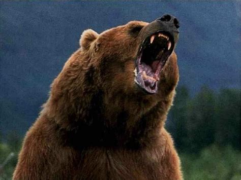 bear wild animals wallpaper  fanpop