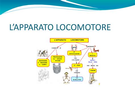 presentazione apparato locomotore