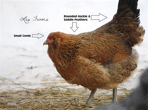 Natural Chicken Keeping Gender Bender How To Sex Easter
