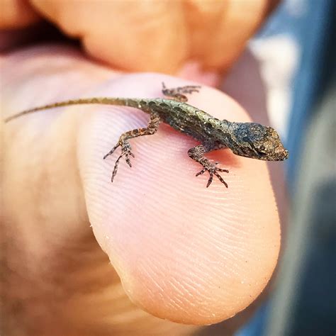 cute  baby brown anole aww