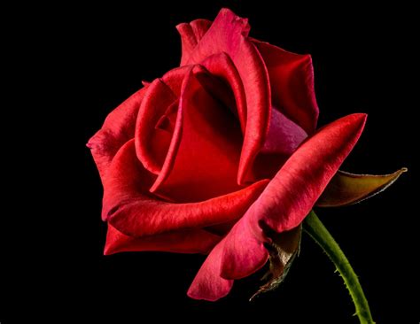 tapety kvet okvetni listek hybrid tea rose flash photography zahradni ruze rosa