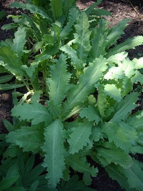 plantfiles pictures papaver breadseed poppy lettuce leaf poppy