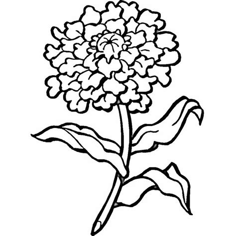 marigold coloring pages  coloring pages  kids