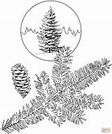 Spruce Pine Picea Supercoloring Sitka sketch template