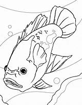 Kolorowanki Ryby Printable Ikan Mewarnai Aquarium Akuarium Rybki Dzieci Perch Menggambar Hias Tank Posted Catfish Arwana Cupang Oskar Maskoki Designlooter sketch template