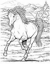 Coloriage Chevaux Sauvage Cheval Adults Imprimer Dessin Paysage Heste Tegninger Colorier Supercoloriage Sauvages Letscolorit Getdrawings Ausmalbilder Adulte Wildpferde Pferde Wilde sketch template