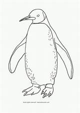 Pingouin Coloriage Pinguin Manchot Dieren Tekening Adelie Penguins Colorier Quoet Schilderijen Pokemon Gentoo Coloringhome Insertion sketch template