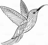Hummingbird Colibri Oiseau Istockphoto Colouring Illustrations Molde Kolibrie sketch template