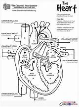 Heart Coloring Anatomy Google Visit Internal Sheet Search Kids Sheets sketch template