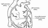 Anatomy Heart Coloring Human Pages Diagram Printable Getdrawings Getcolorings sketch template