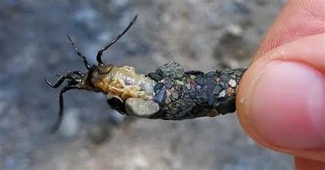 Caddisfly Larva Imgur