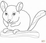 Chinchilla Coloriage Branche Assis Coloriages sketch template