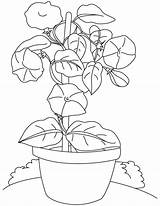 Pot Coloring Flowers Bindweed Pages Kids sketch template