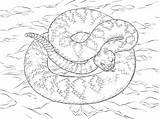 Coloring Rattlesnake Diamondback Pages Western Snake Colouring Sheet Snakes Realistic Eastern Template Printable Drawings Sketch Choose Board Reptiles 52kb 360px sketch template