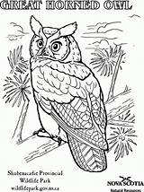 Owl Great Horned Coloring Pages Realistic Animal Letscolorit Drawings Kids Printable Adult Visit sketch template