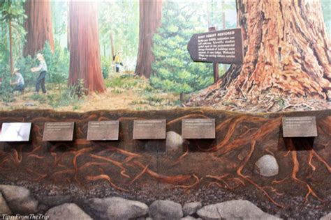 Redwood Mural At The Giant Forest Museum Tipsy From The Trip