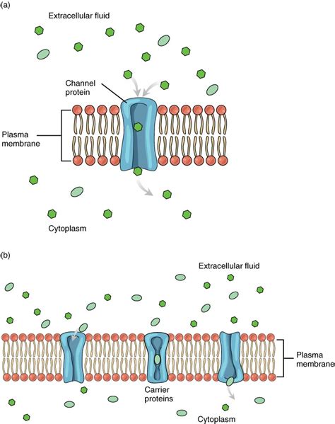cell membrane fundamentals  anatomy  physiology
