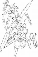 Orchid Orchidee Miltonia Pansy Orchideen Kolorowanki Storczyki Orchids Storczyk Kolorowanka Dzieci Nette Malvorlagen sketch template