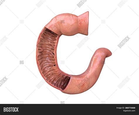 duodenum human image photo  trial bigstock