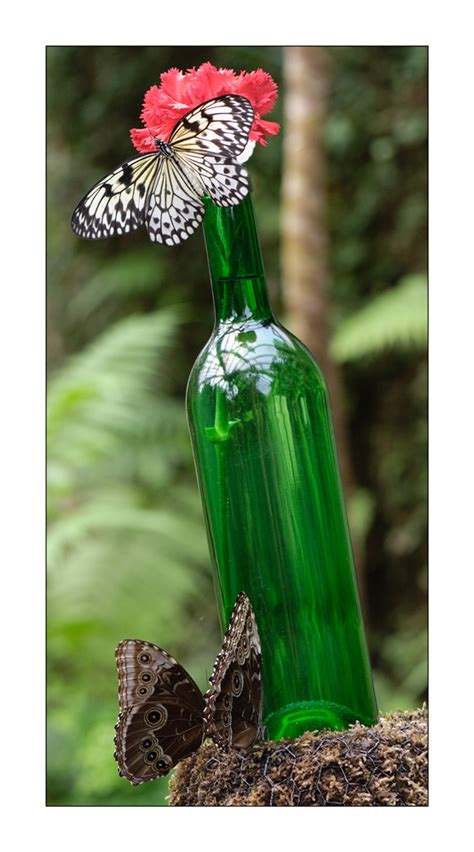 alte flasche foto bild tiere zoo wildpark falknerei insekten