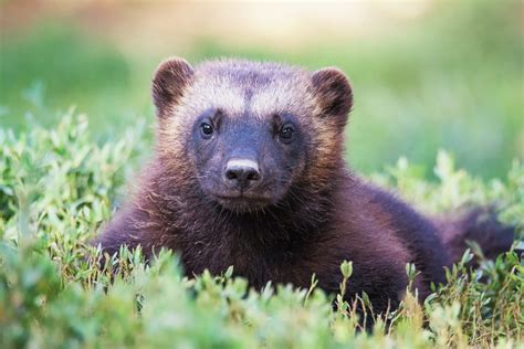 petition wolverines  dying   save   extinction